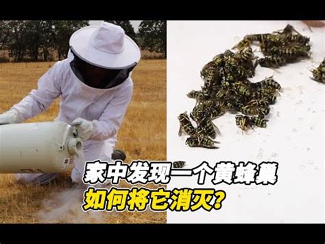 蜂窩風水|2024蜂巢處理最新指南